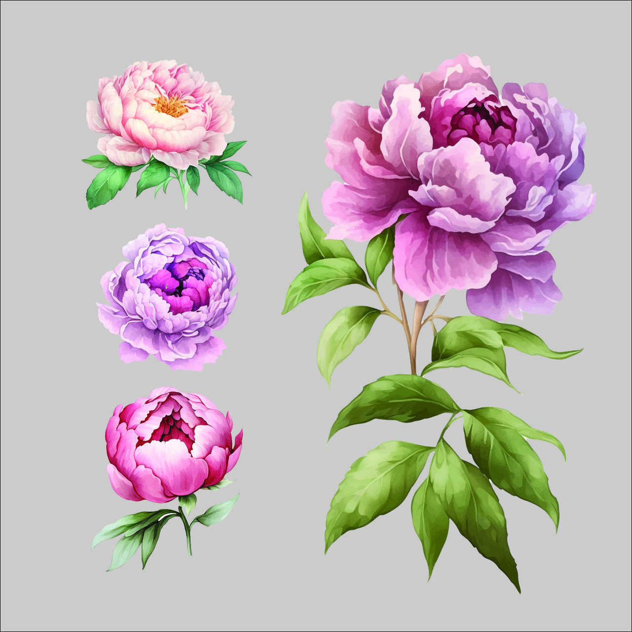 牡丹花水彩画CDR素材插图