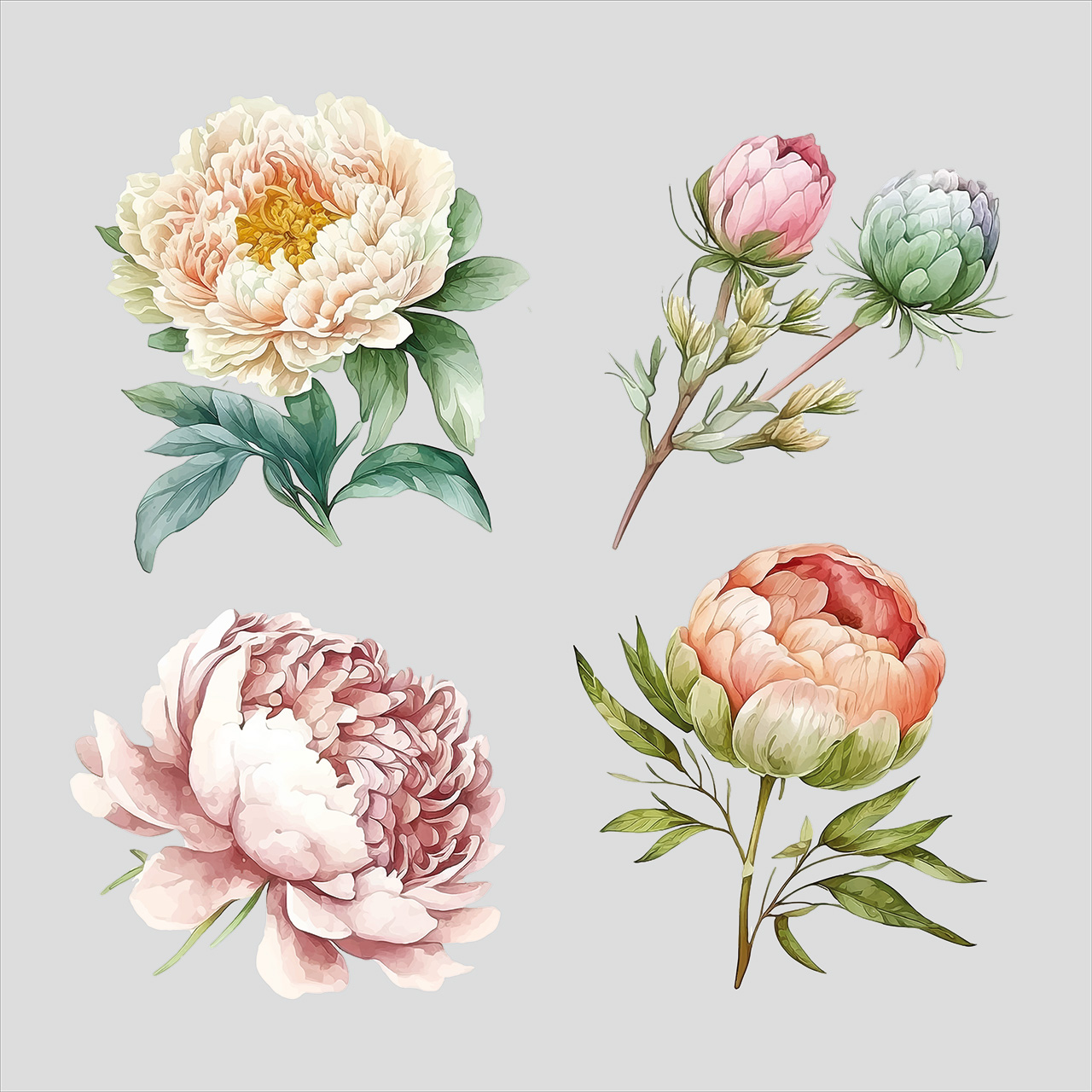 矢量牡丹花素材插图