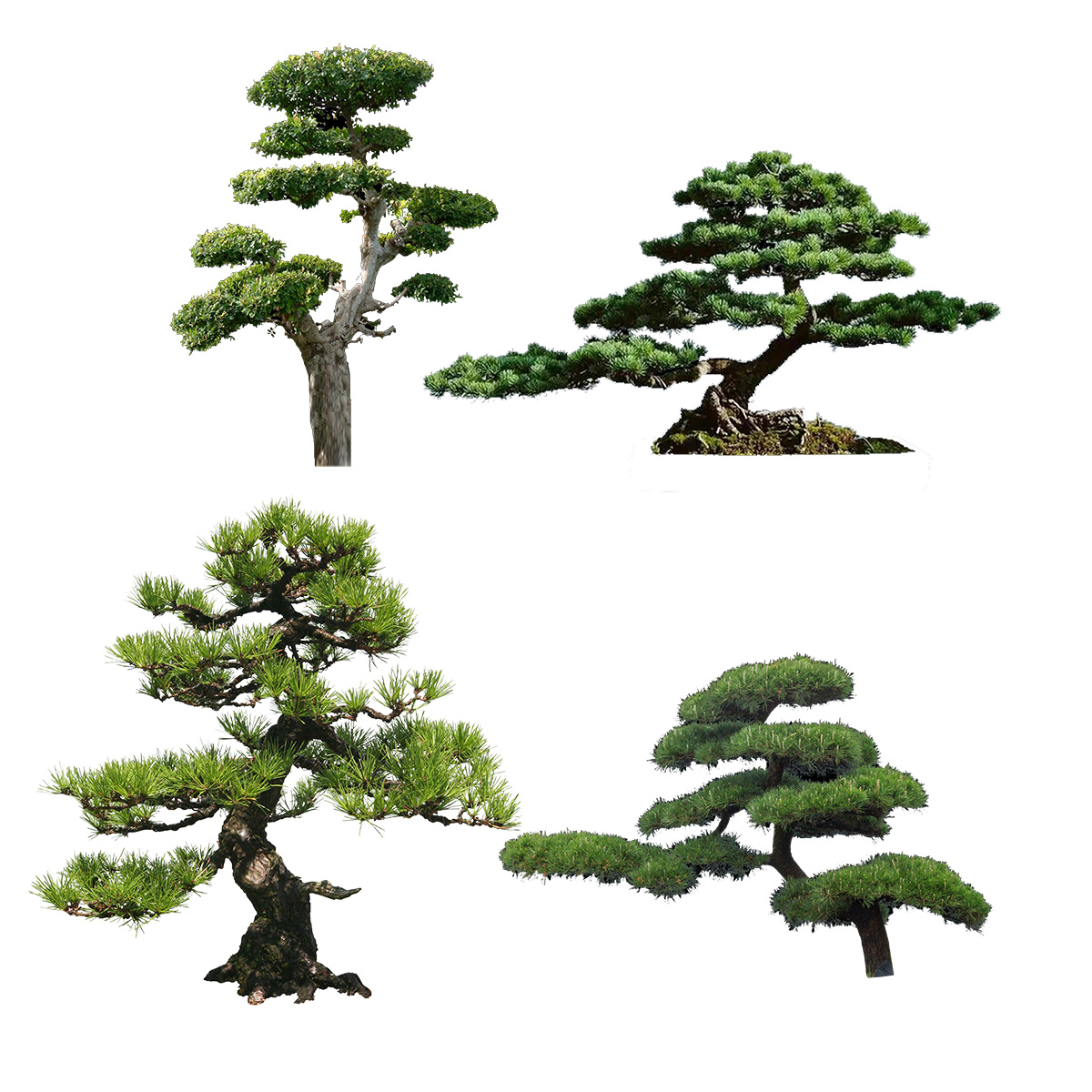 免抠景观罗汉松树木PSD素材插图