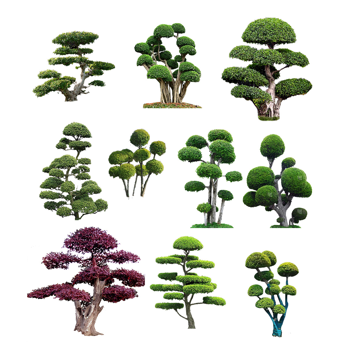 免抠景观小叶榕树PSD素材插图