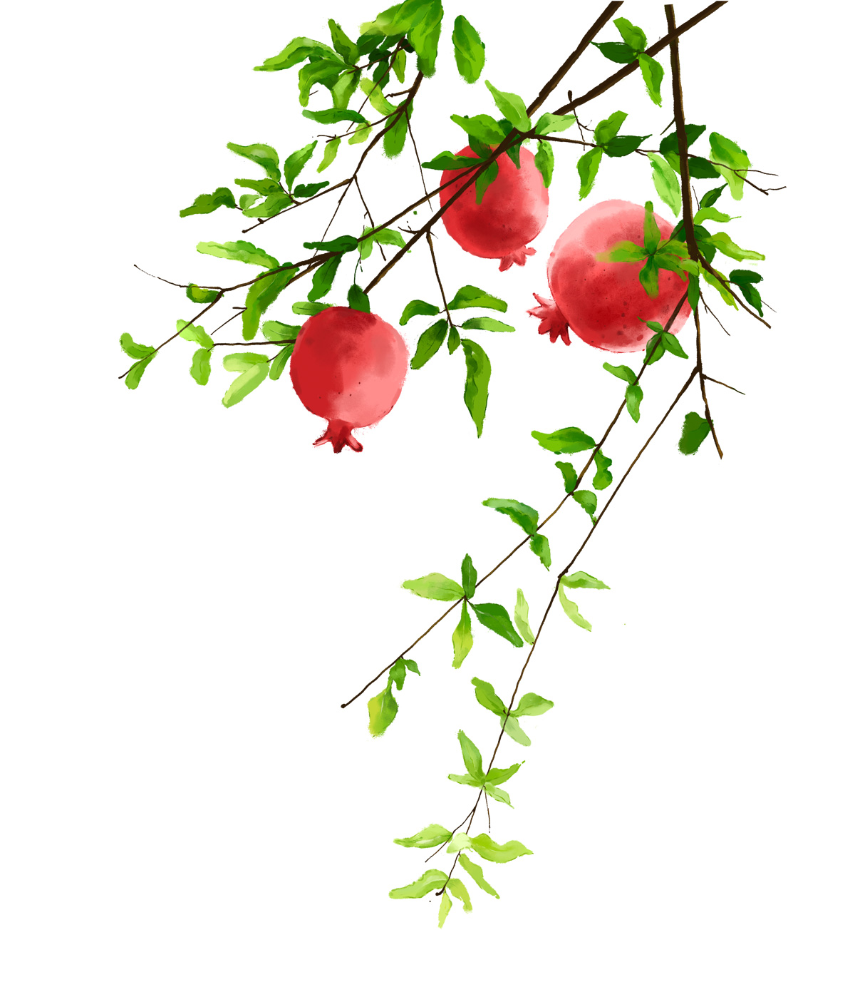 石榴素材PNG免扣插图