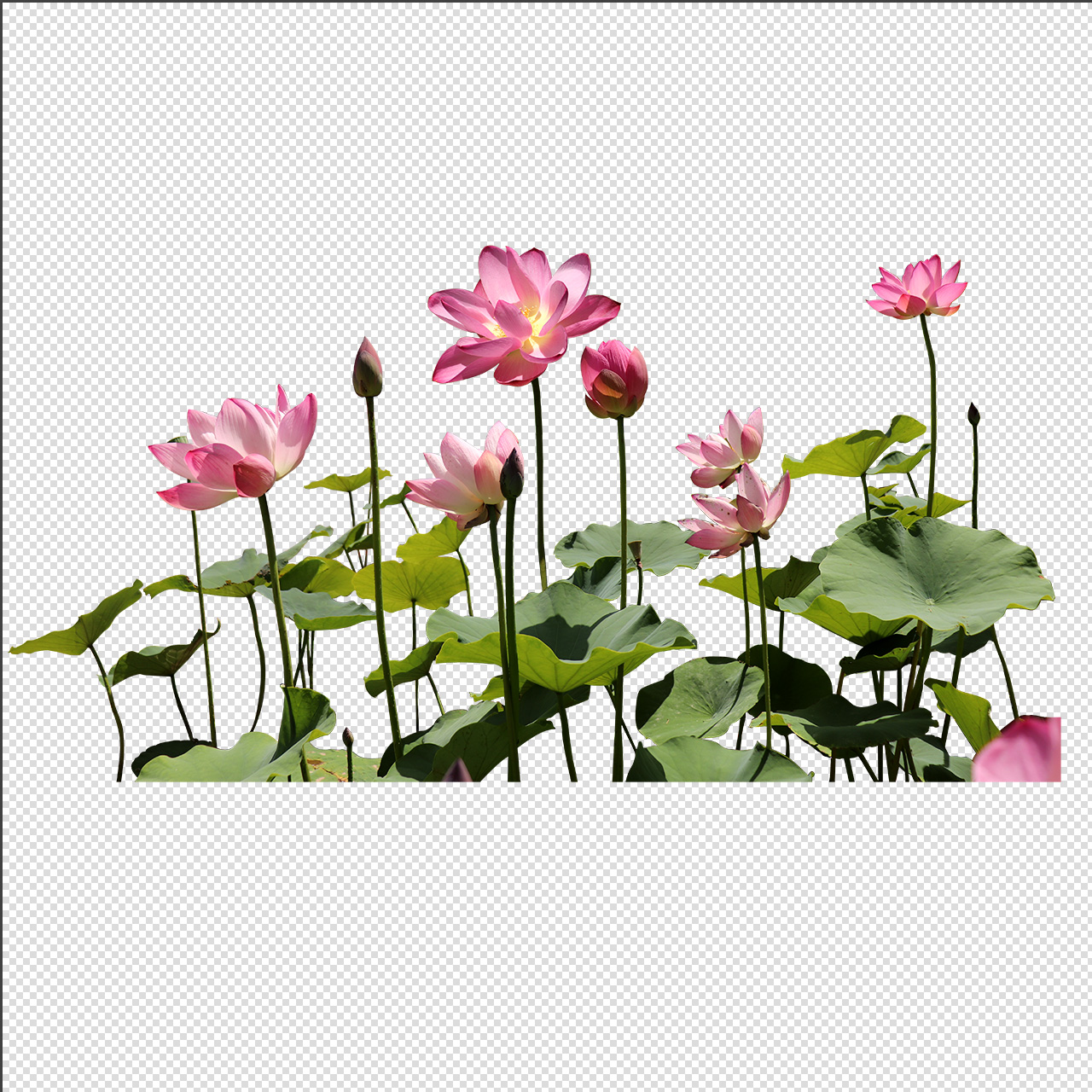 高清荷花PSD素材插图