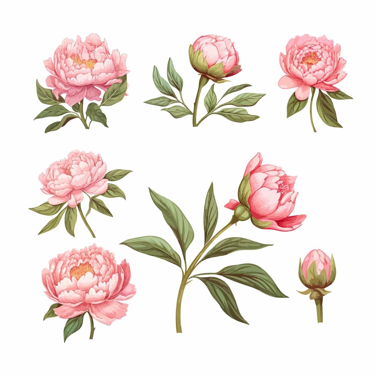 牡丹插图矢量素材插图